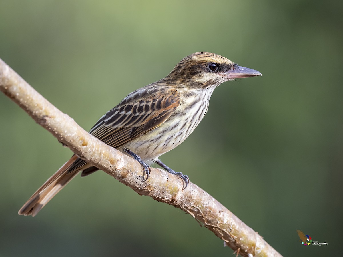 Streaked Flycatcher - Fernando Burgalin Sequeria