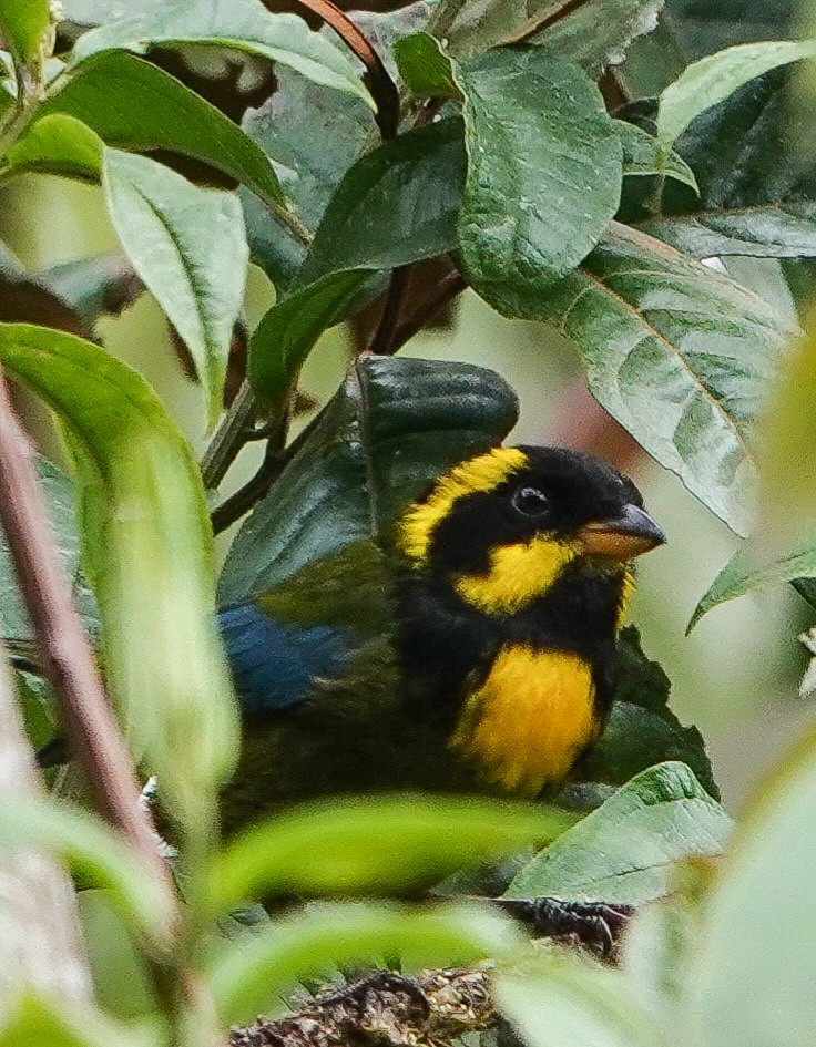 Gold-ringed Tanager - ML425640851
