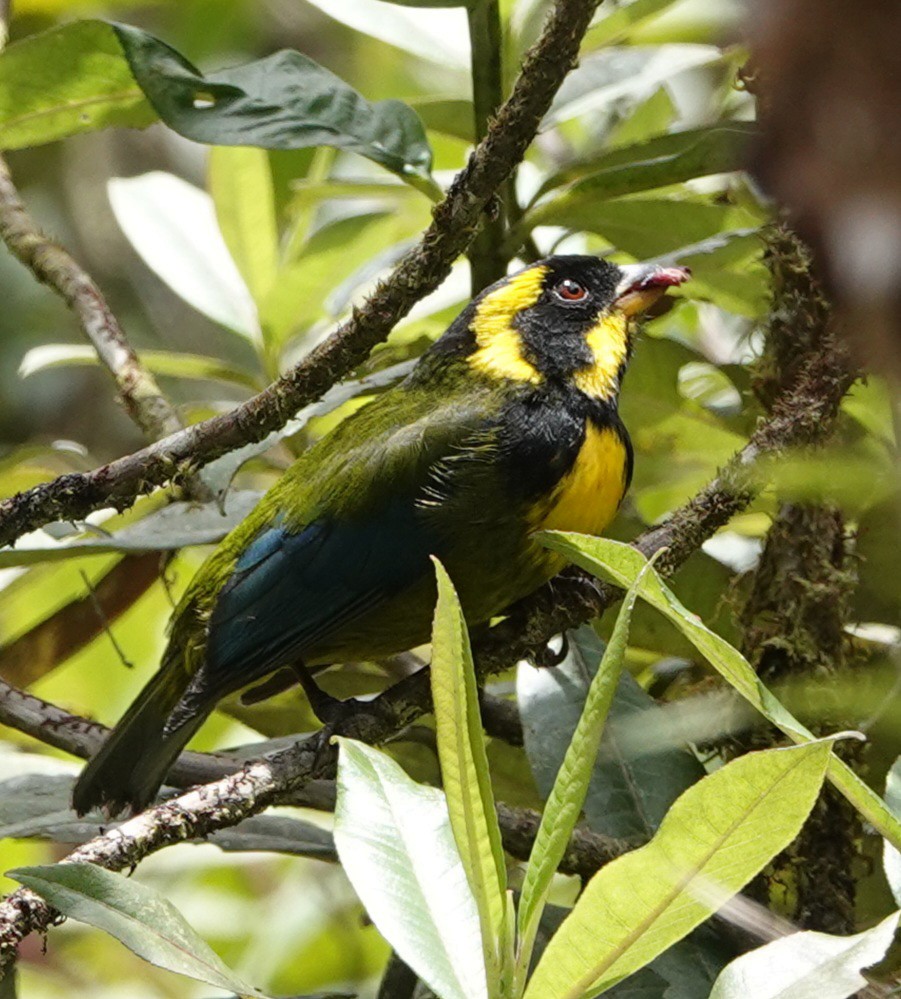 Gold-ringed Tanager - ML425640861