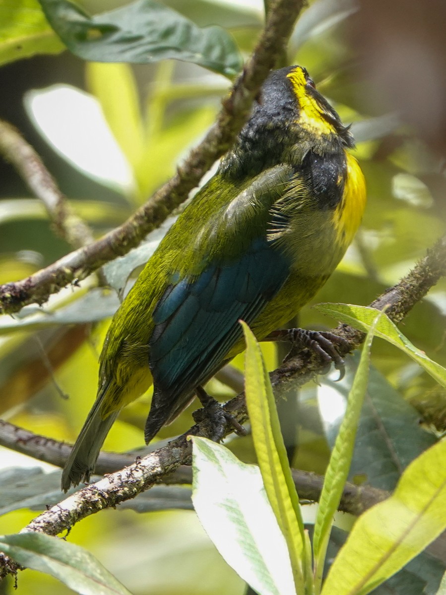 Gold-ringed Tanager - ML425640871