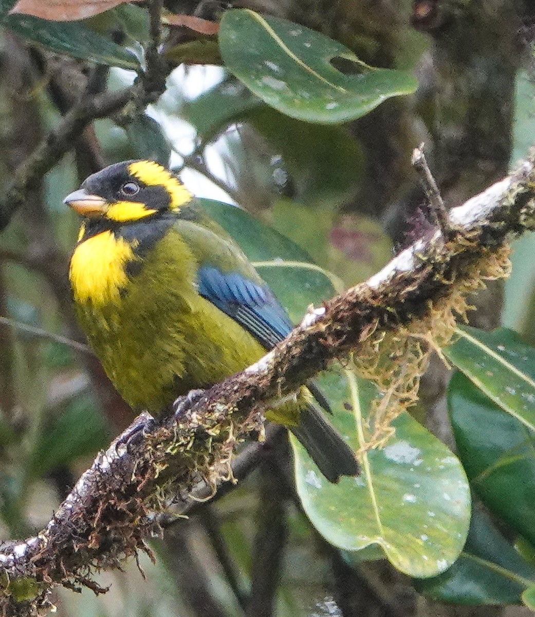 Gold-ringed Tanager - ML425640881