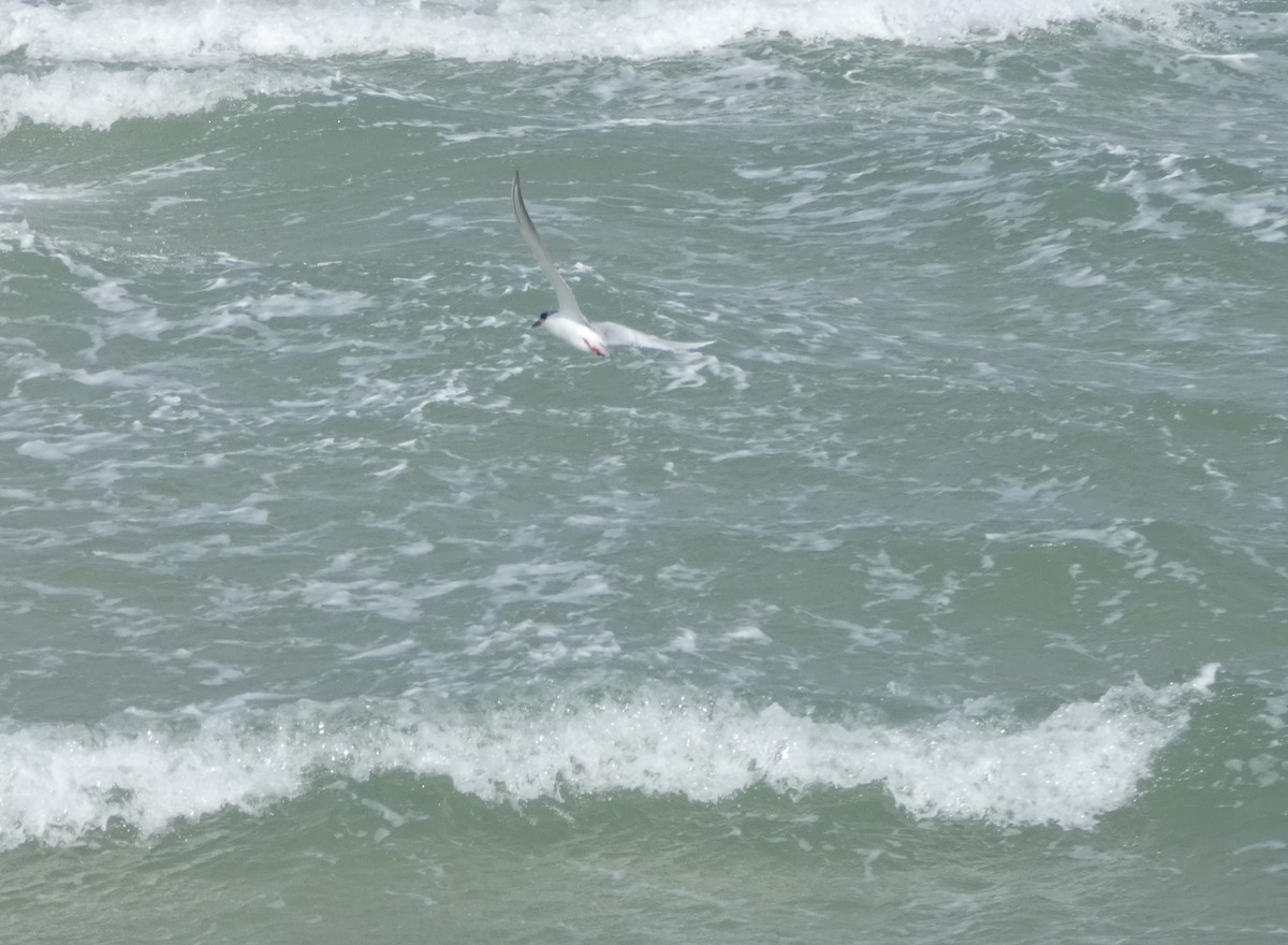 Forster's Tern - ML425641101