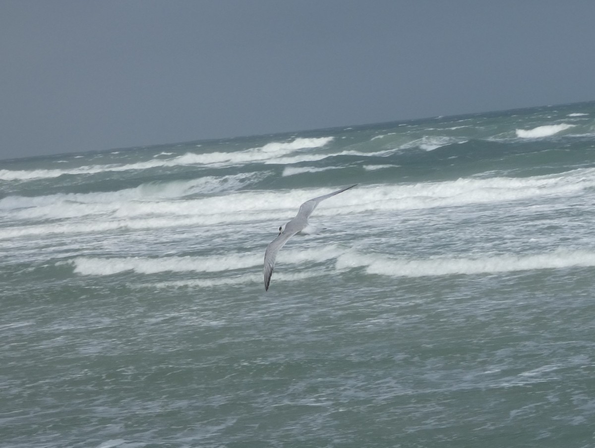 Forster's Tern - ML425641111