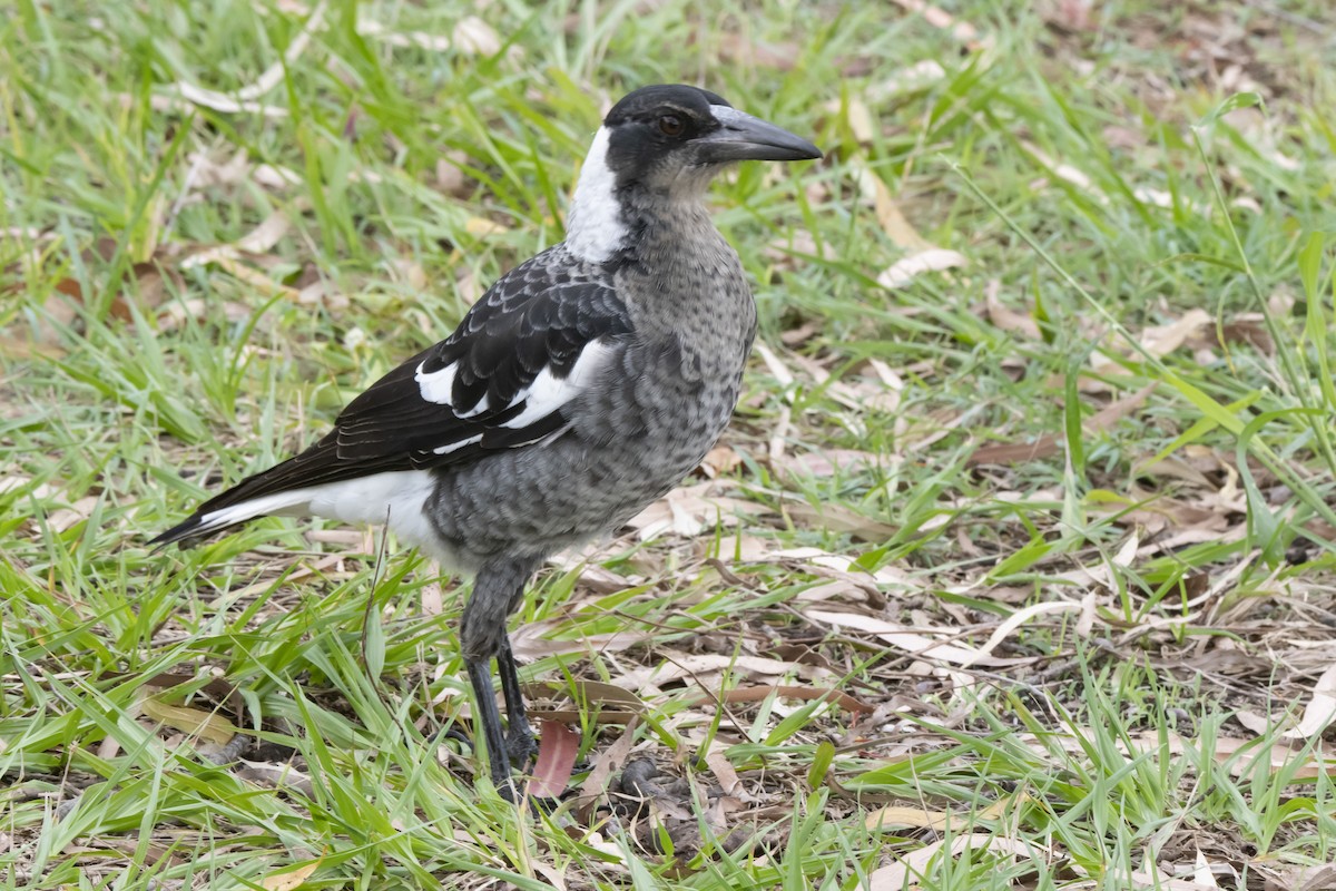 Australian Magpie - ML425643131