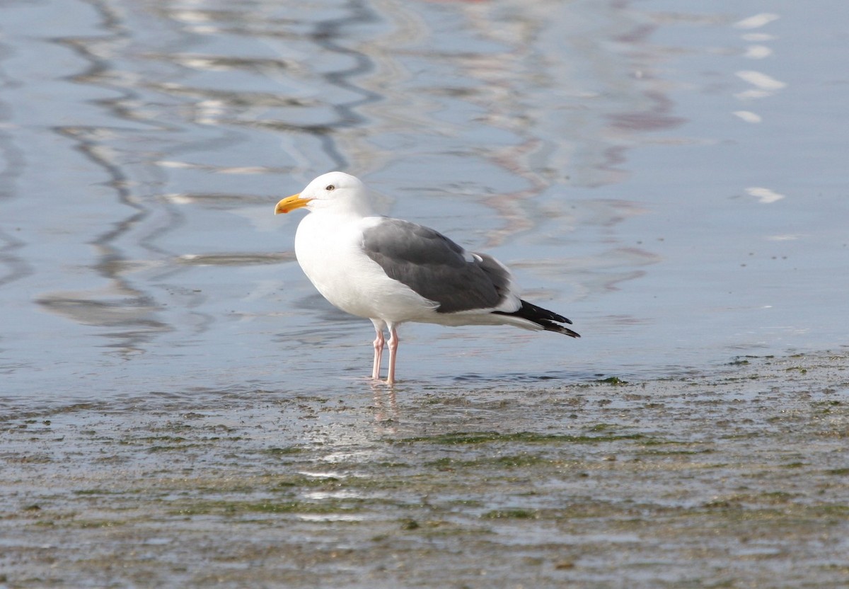 Herring Gull - Debbie Ottman