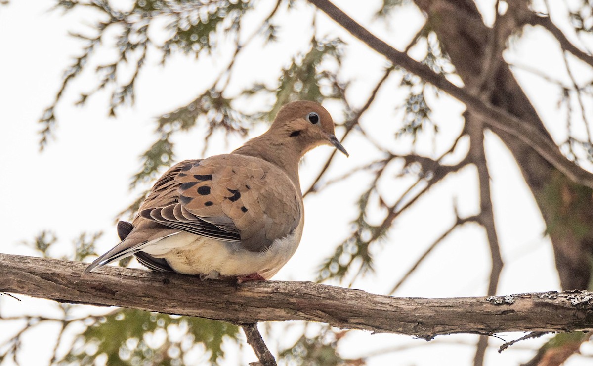 Mourning Dove - Matt M.