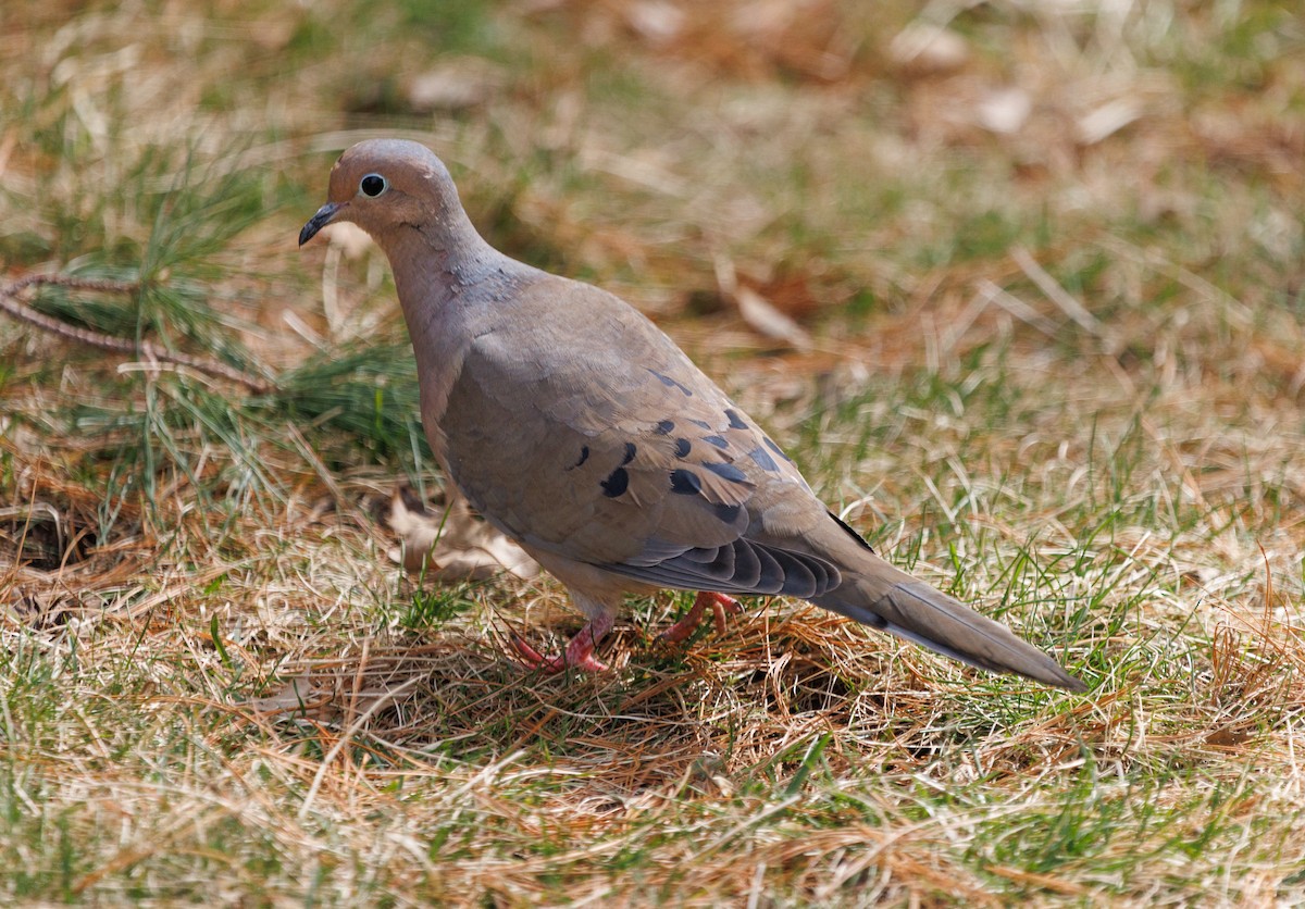 Mourning Dove - ML425645831