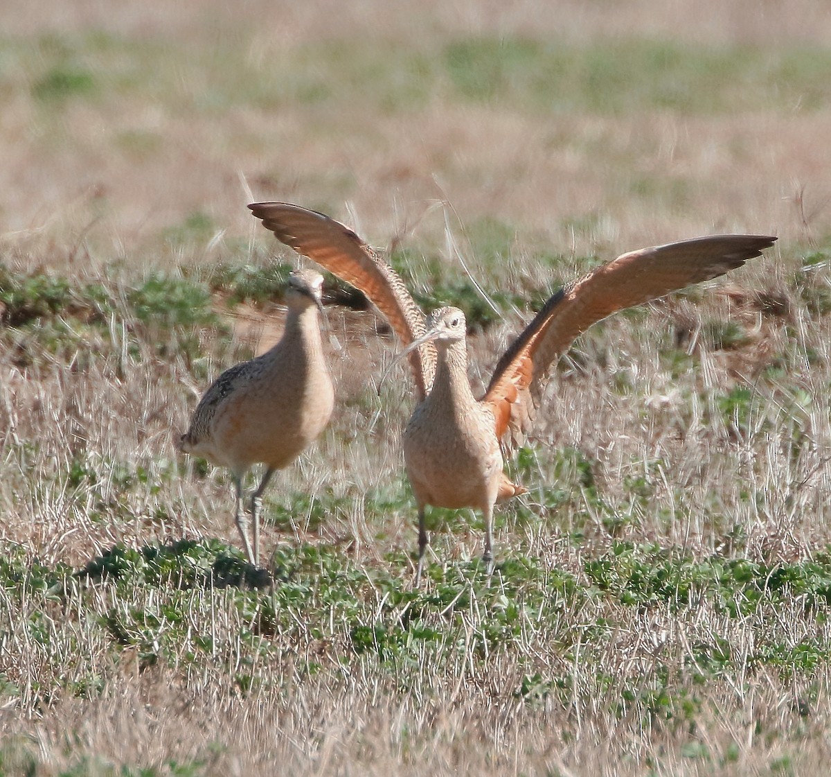 Long-billed Curlew - ML425646171