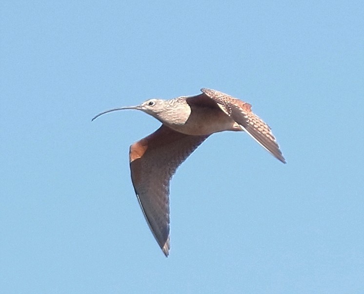 Long-billed Curlew - ML425646491