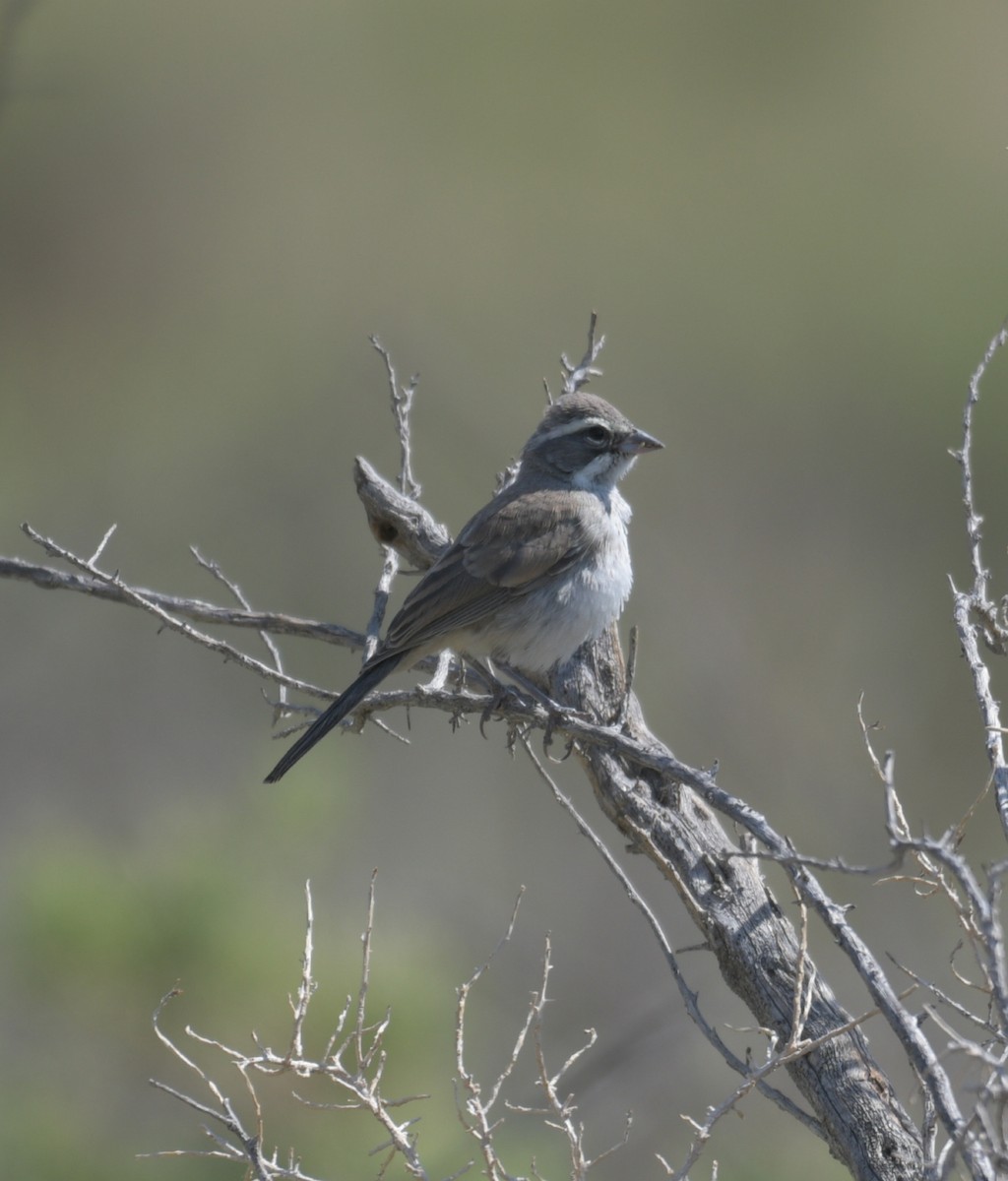 Black-throated Sparrow - ML425647421