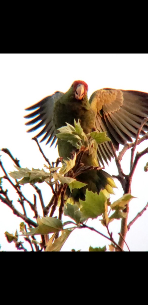 Red-crowned Parrot - ML425649571