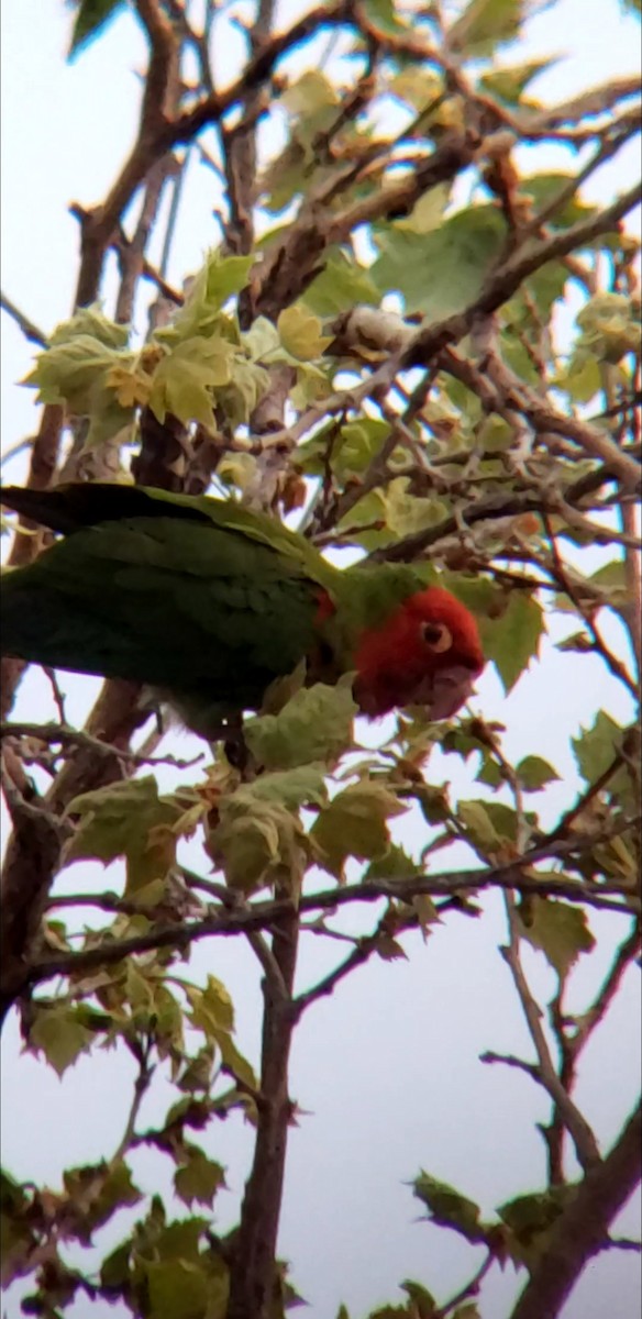 Red-masked Parakeet - ML425650001