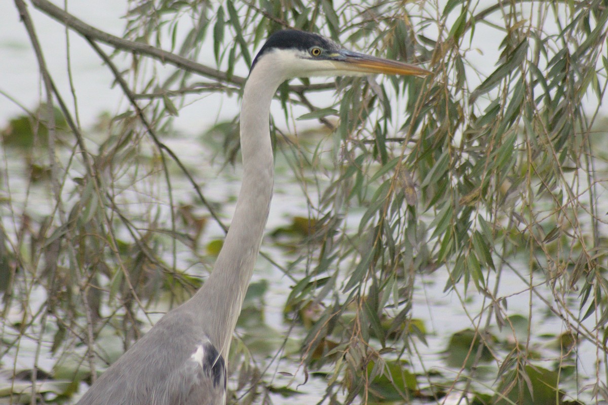 Cocoi Heron - Mike Marin