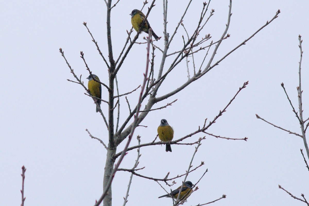 Patagonian Sierra Finch - ML425650281