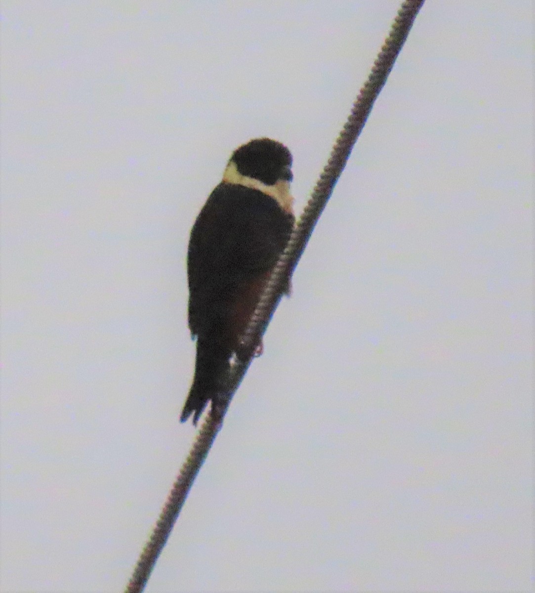 Bat Falcon - ML425651491