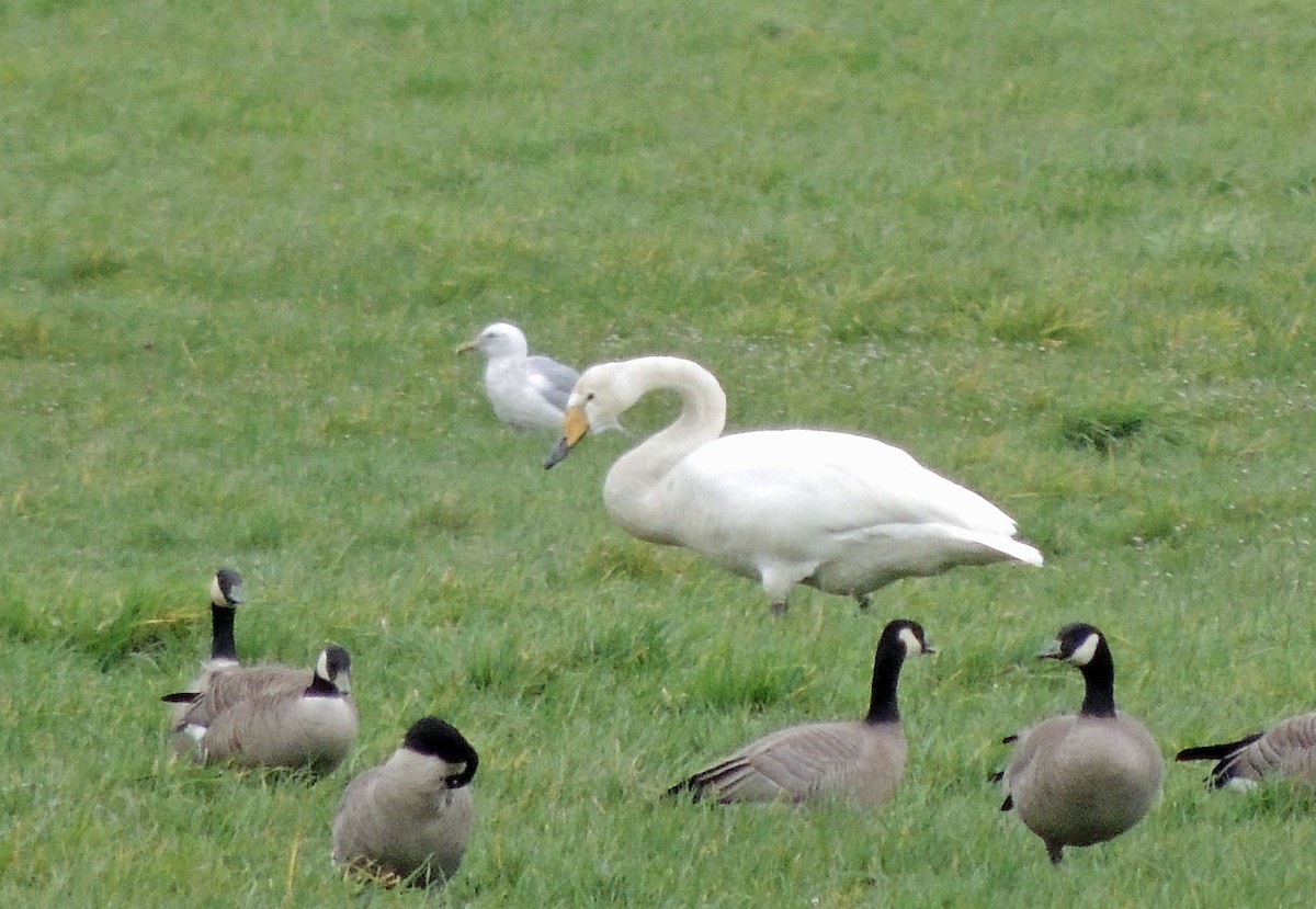 Whooper Swan - ML425652511