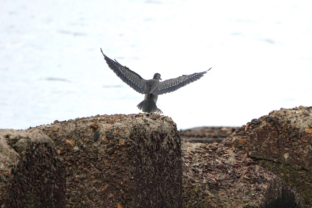 Striated Heron - ML425653321