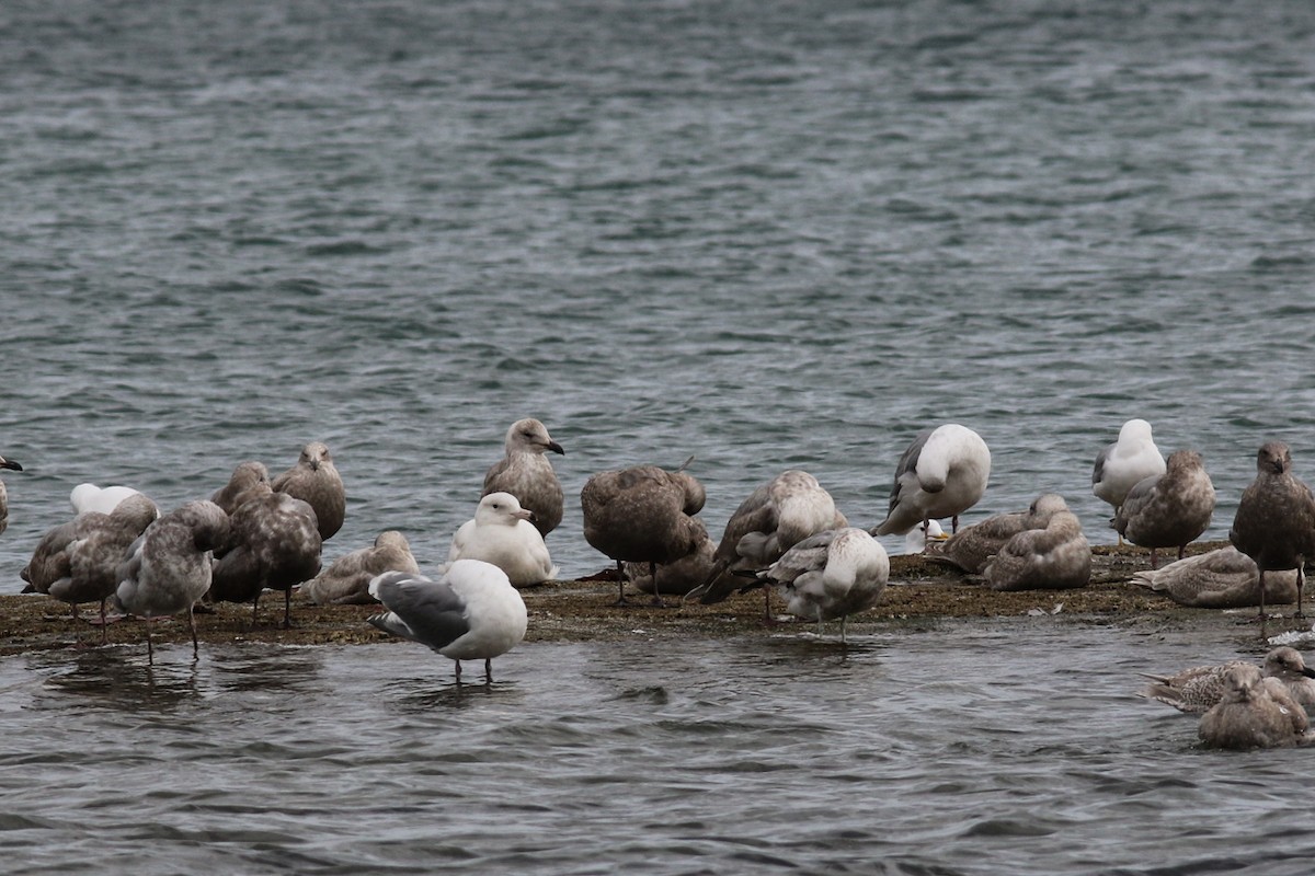 Glaucous Gull - ML425654521