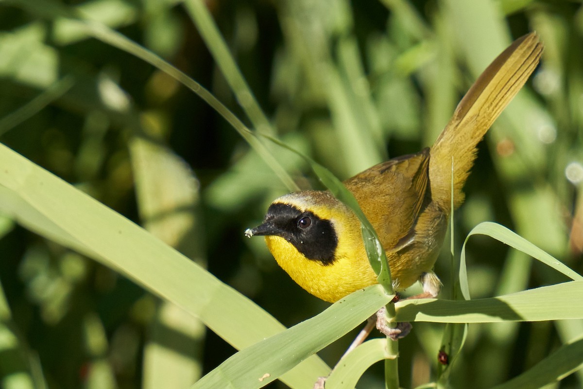 Belding's Yellowthroat - ML425660381