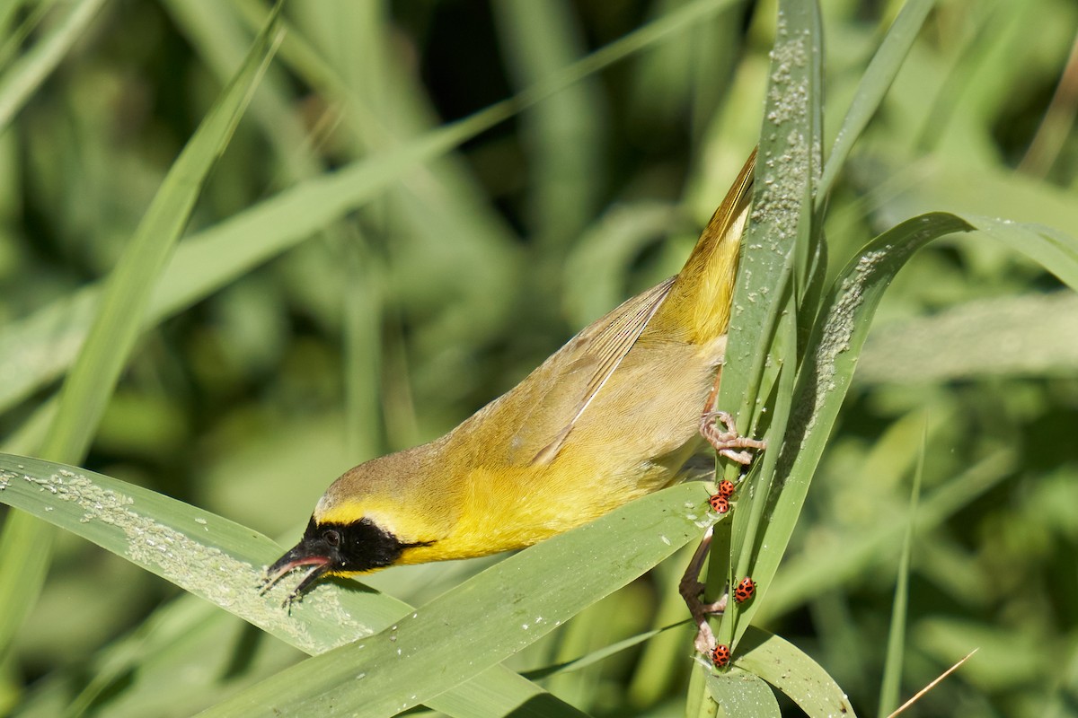 Belding's Yellowthroat - ML425660411