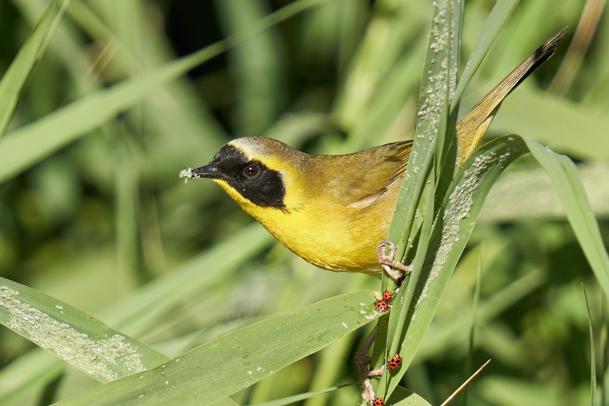 Belding's Yellowthroat - ML425660461