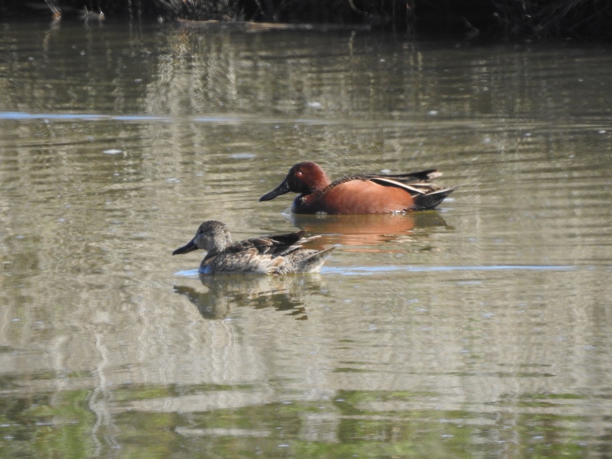 Cinnamon Teal - ML425660841