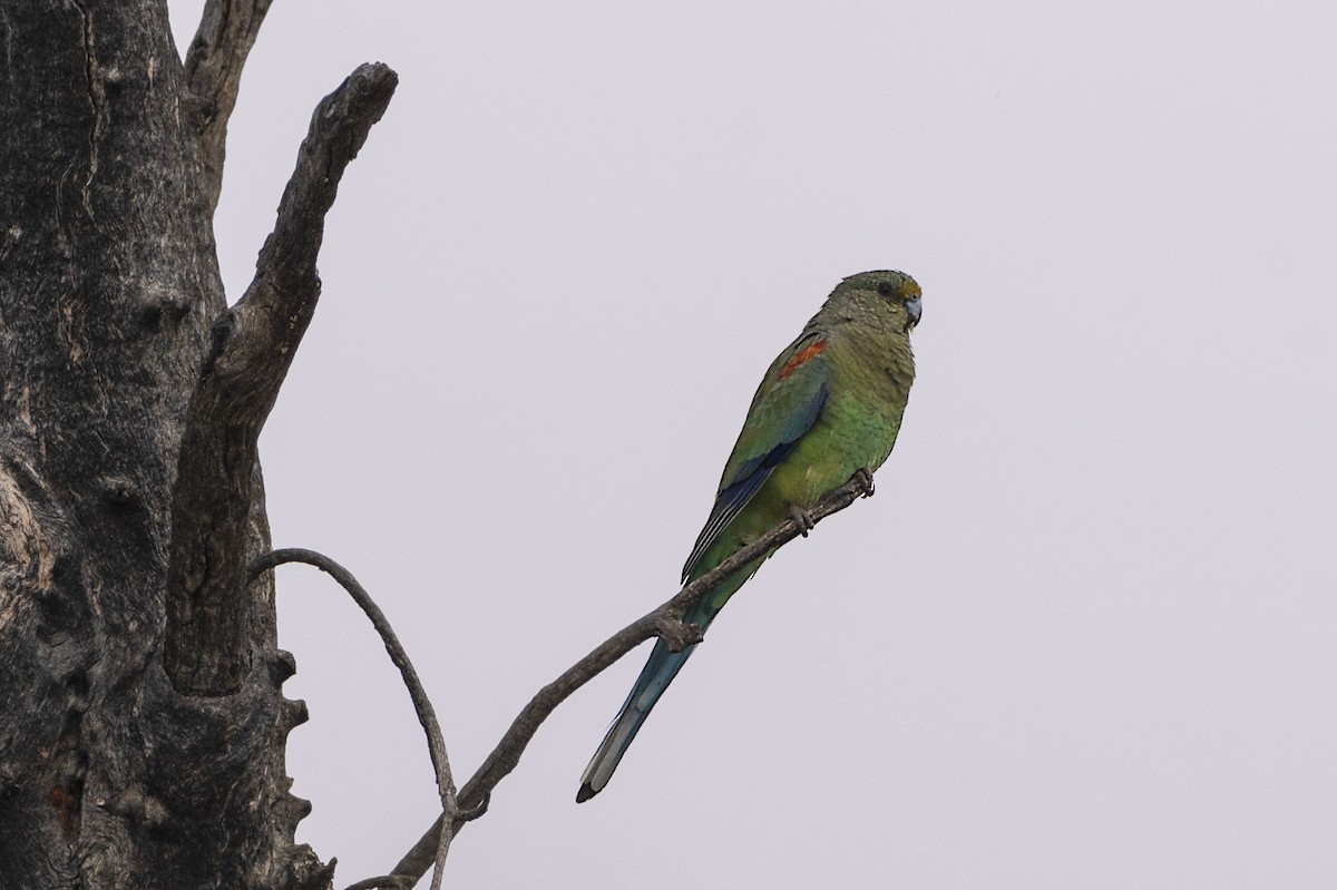 Mulga Parrot - ML425661081