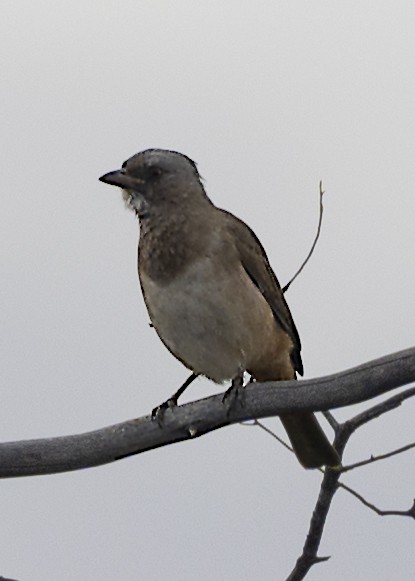 Crested Bellbird - ML425661391