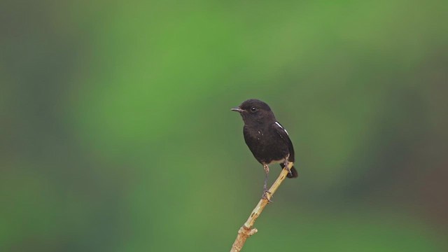 Pied Bushchat - ML425662021