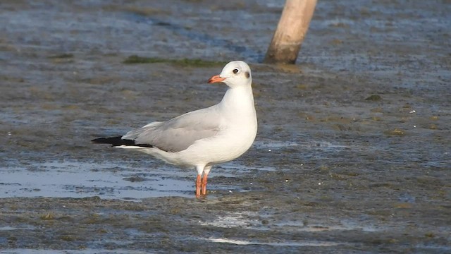 Brown-headed Gull - ML425662161