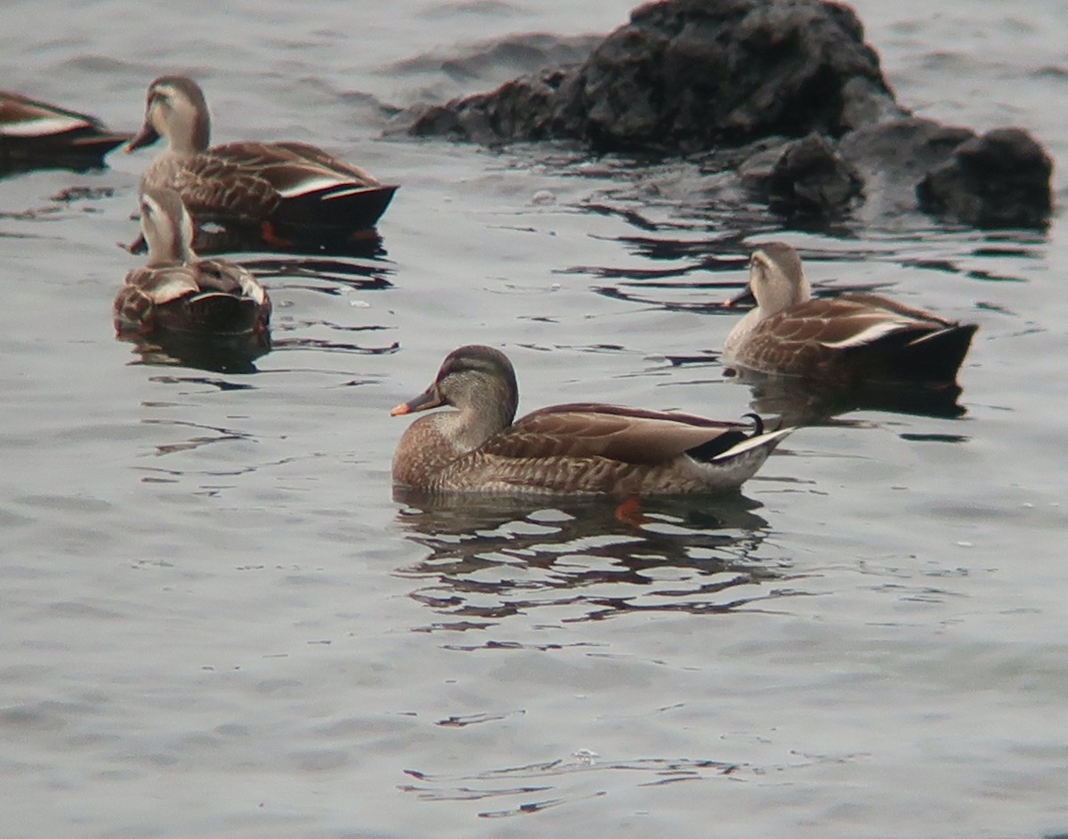 Mallard x Eastern Spot-billed Duck (hybrid) - ML425662241