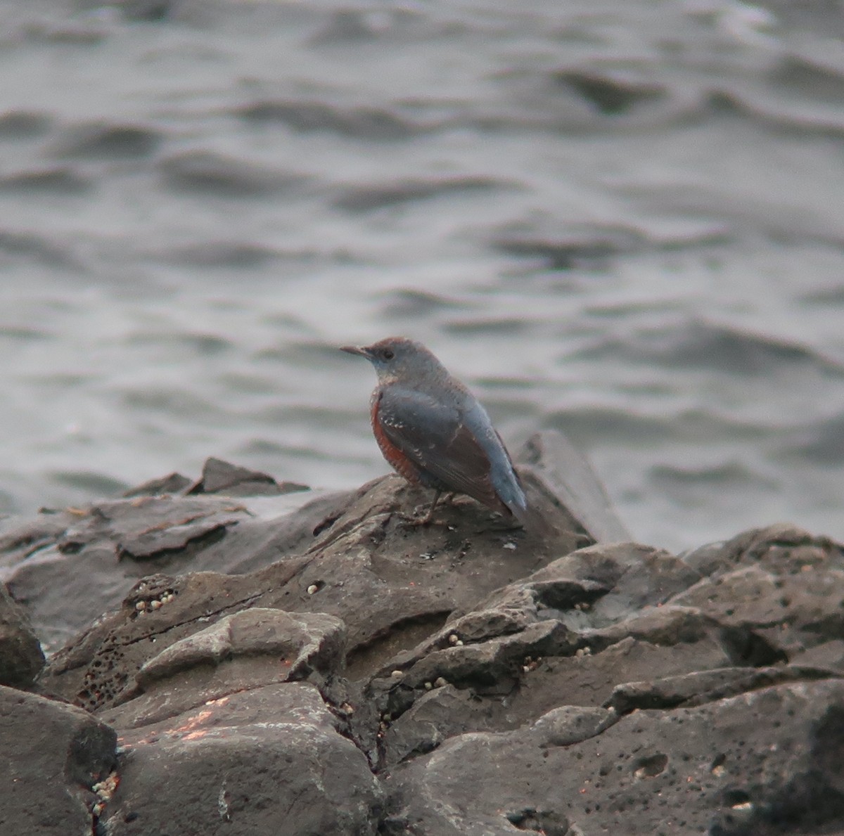 Blue Rock-Thrush - ML425662251