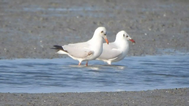 Gaviota Centroasiática - ML425662391