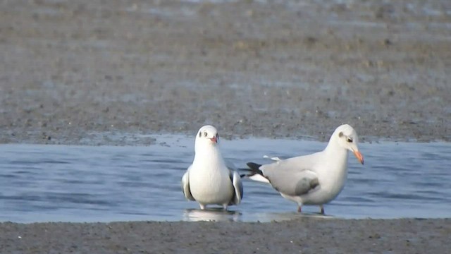 Brown-headed Gull - ML425662601