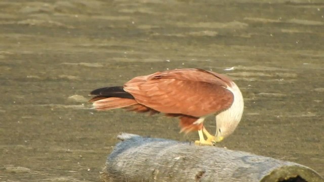 Brahminy Kite - ML425662841