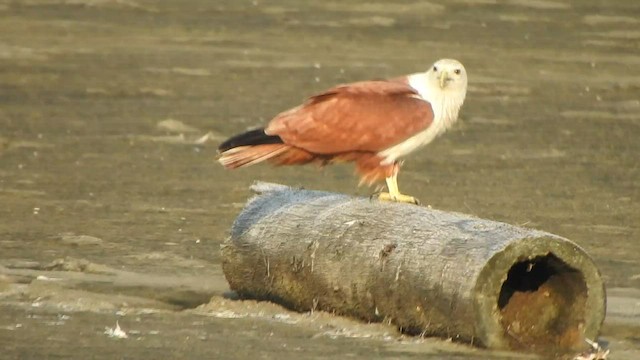 Brahminy Kite - ML425663121