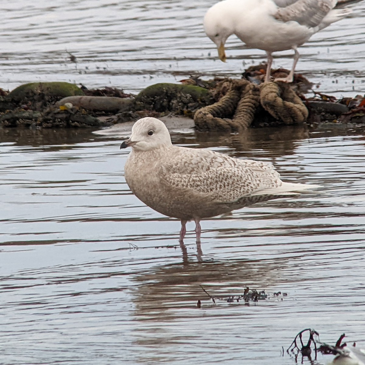 Gaviota Groenlandesa (glaucoides) - ML425663891