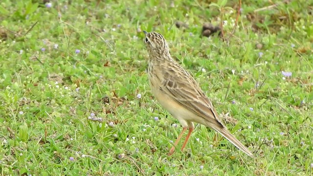 Blyth's Pipit - ML425664021