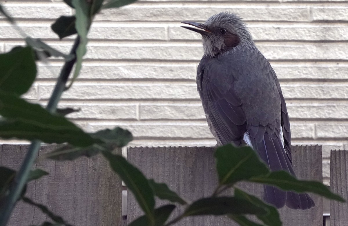Brown-eared Bulbul - ML425664931