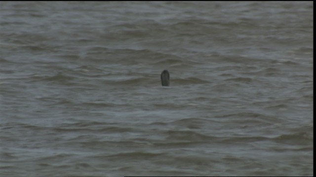 Red-throated Loon - ML425666