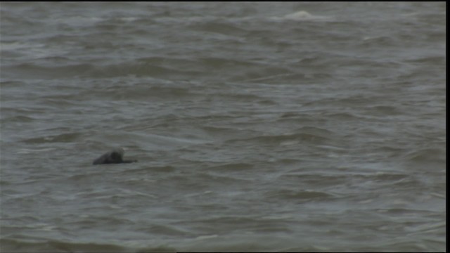 Red-throated Loon - ML425667