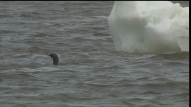 Red-throated Loon - ML425668