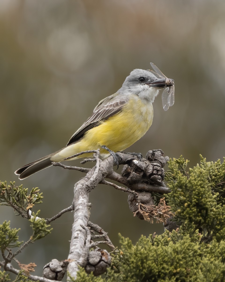 Tropical Kingbird - ML425668161