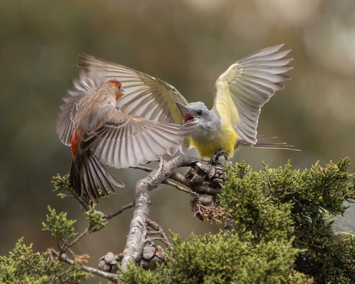 Tropical Kingbird - ML425668201