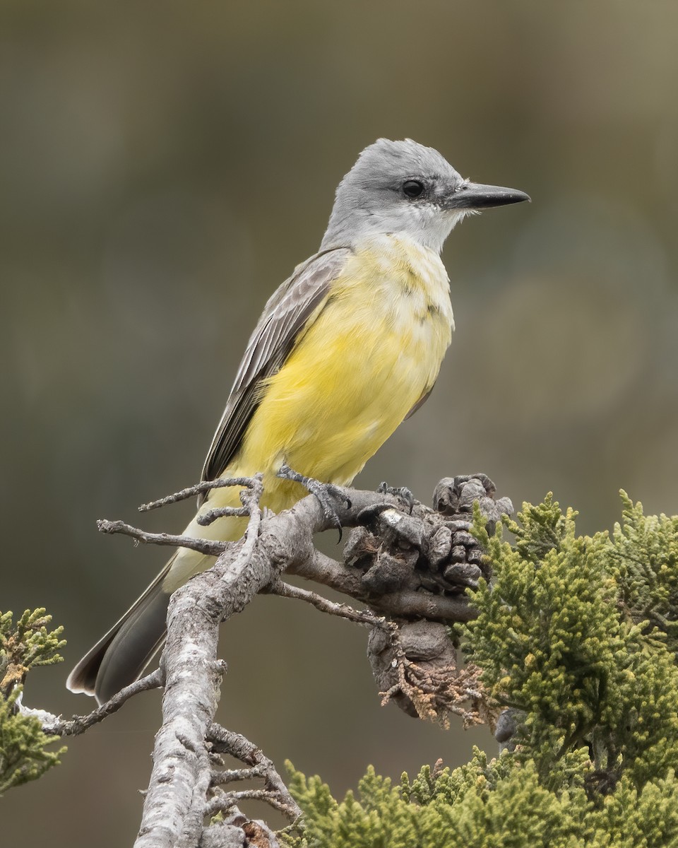 Tropical Kingbird - ML425668211