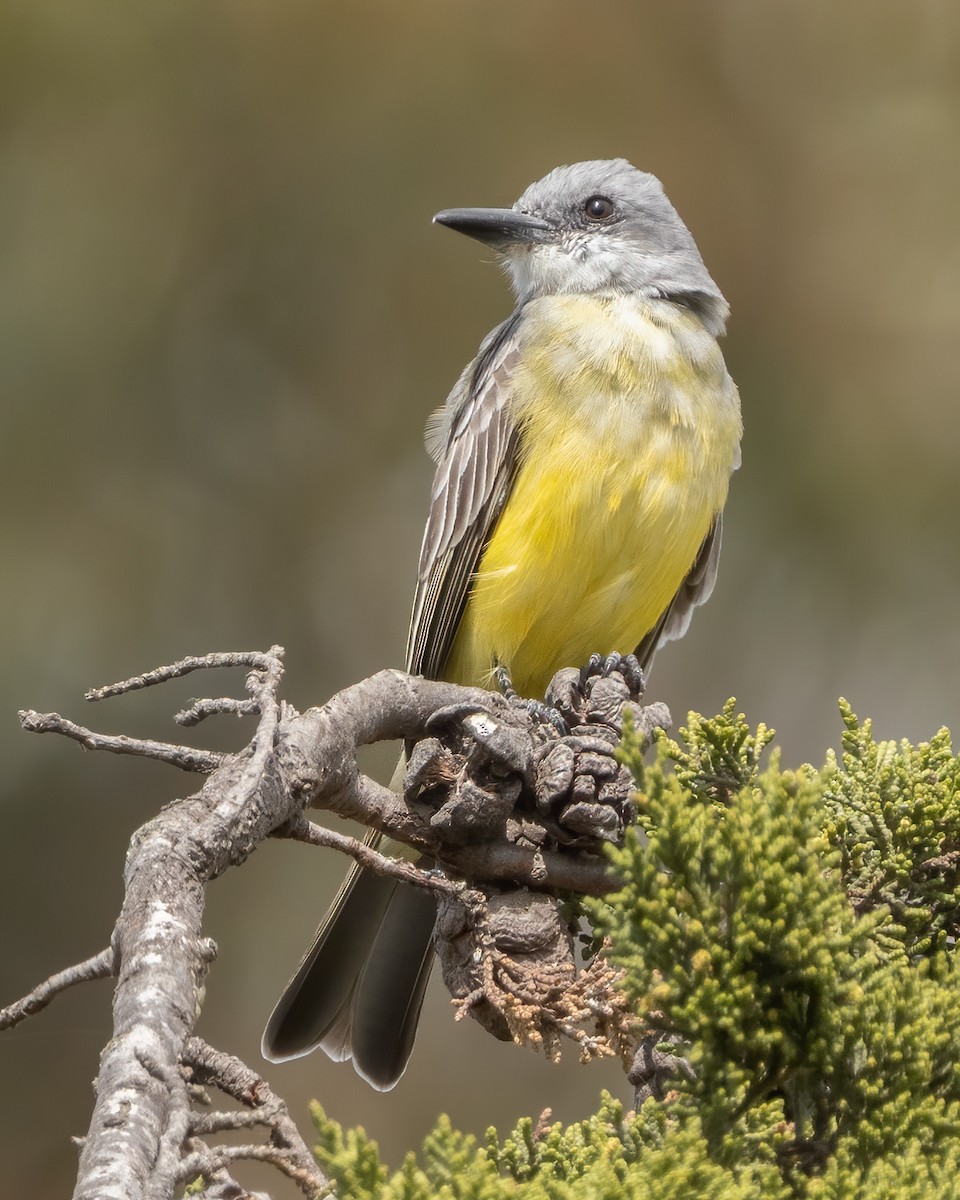 Tropical Kingbird - ML425668221