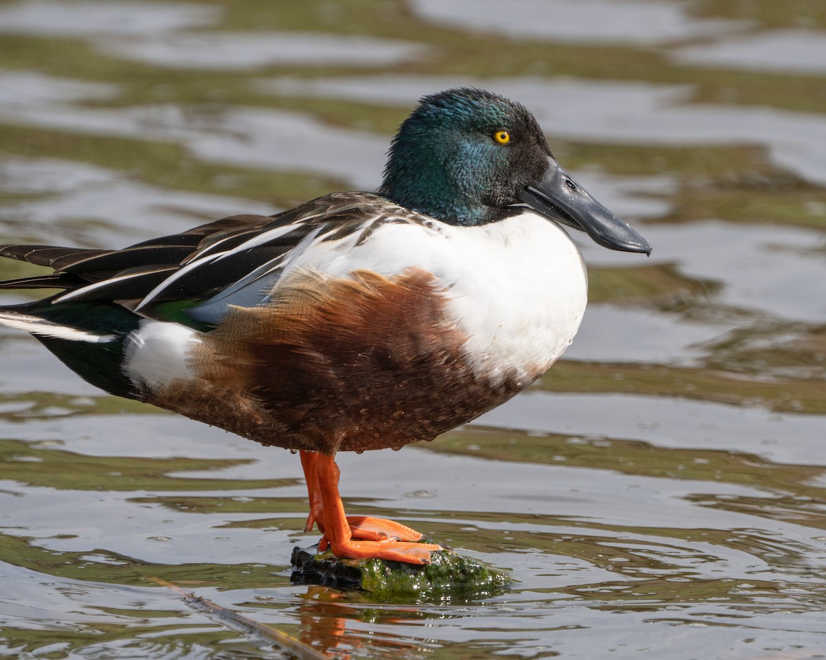 Northern Shoveler - ML425668371