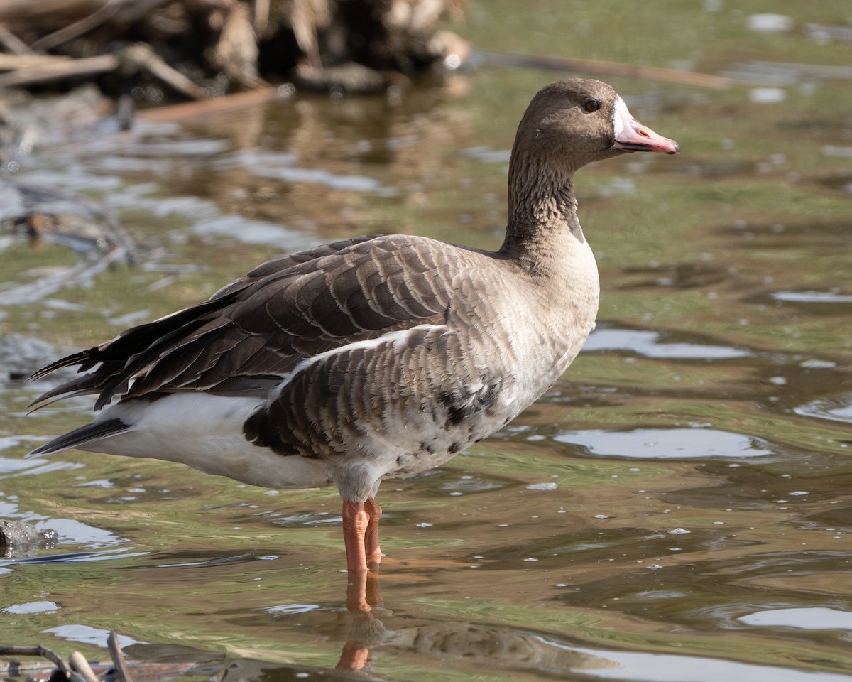 Greater White-fronted Goose - ML425668431