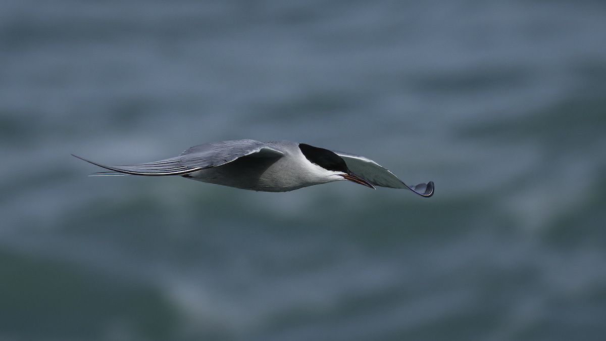 Common Tern (hirundo/tibetana) - ML425670431
