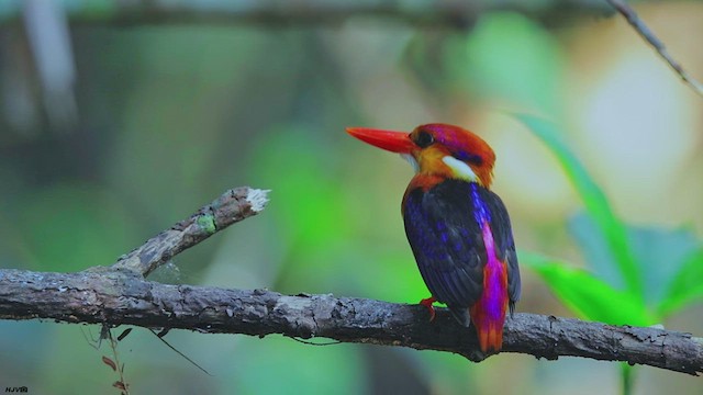 Black-backed Dwarf-Kingfisher - ML425670501